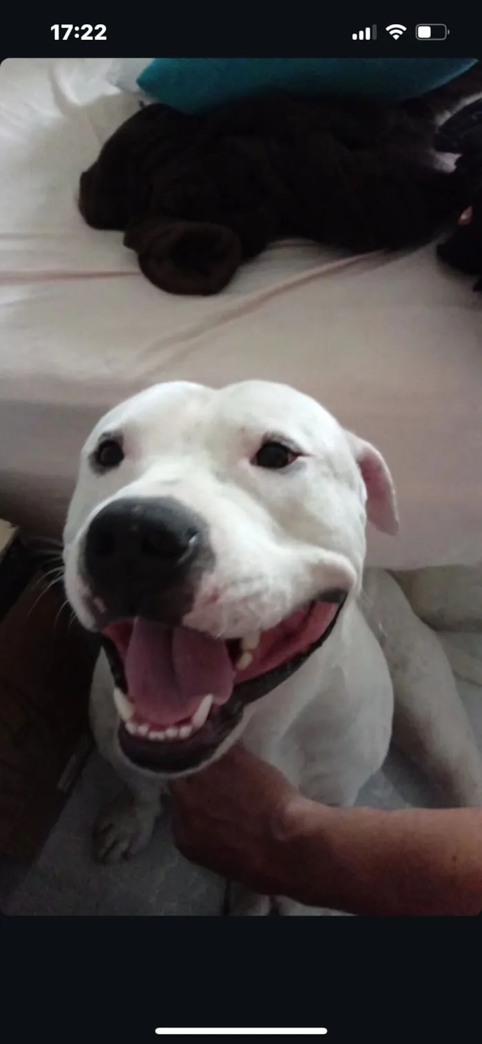 Cachorro raça Pit-Bull idade 3 anos nome Draco