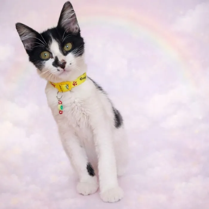 Gato raça SRD-ViraLata idade 2 a 6 meses nome Gatinhos fofos