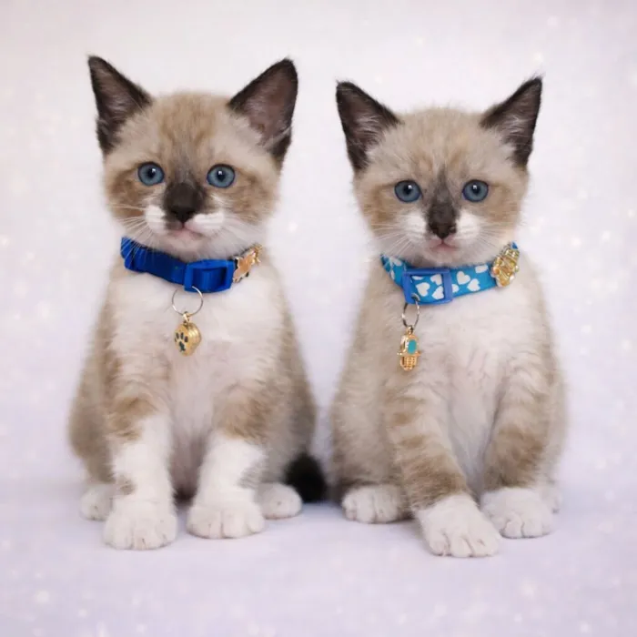 Gato raça SRD-ViraLata idade 2 a 6 meses nome Gatinhos fofos