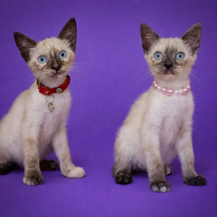 Gato raça SRD-ViraLata idade 2 a 6 meses nome Gatinhos fofos