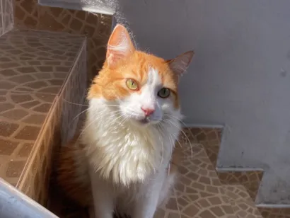 Gato raça SRD-ViraLata idade 3 anos nome Bob