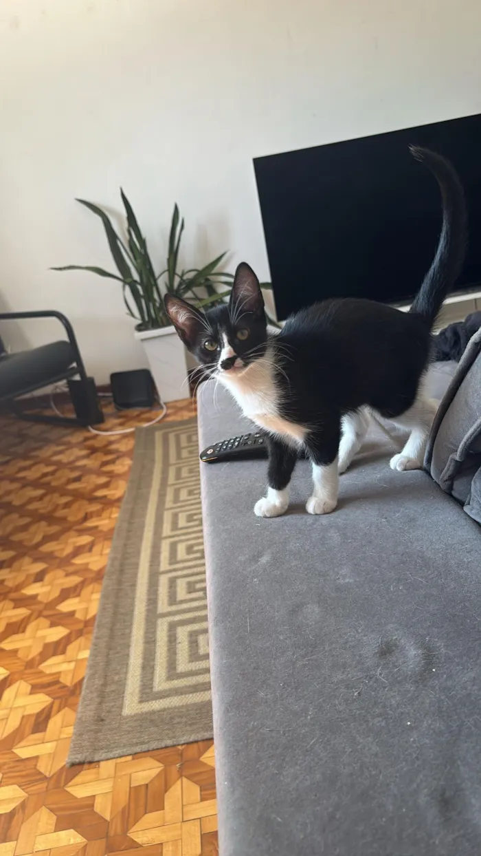 Procura-se um lar amoroso - Gatinha filhote (4 meses)