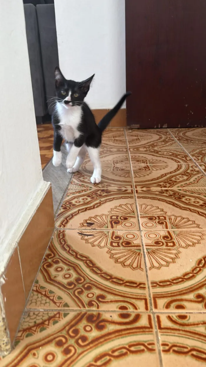 Gato raça SRD-ViraLata idade 2 a 6 meses nome Procura-se um lar amoroso - Gatinha filhote (4 meses)