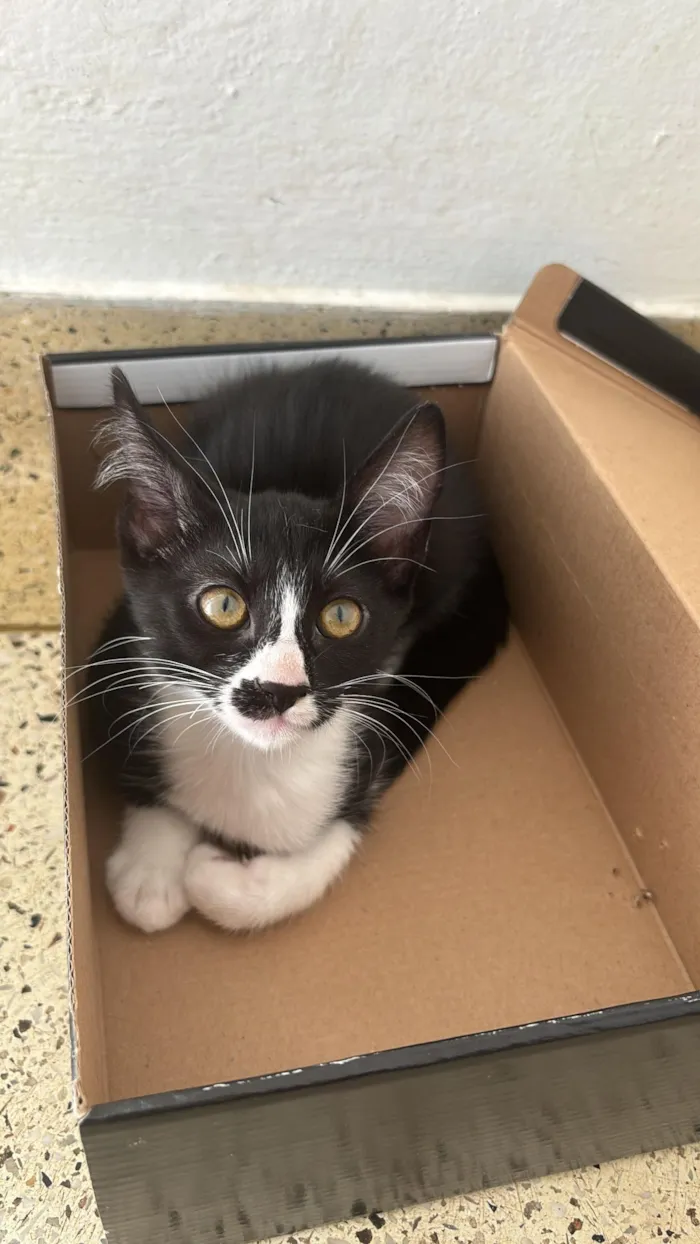 Gato raça SRD-ViraLata idade 2 a 6 meses nome Procura-se um lar amoroso - Gatinha filhote (4 meses)