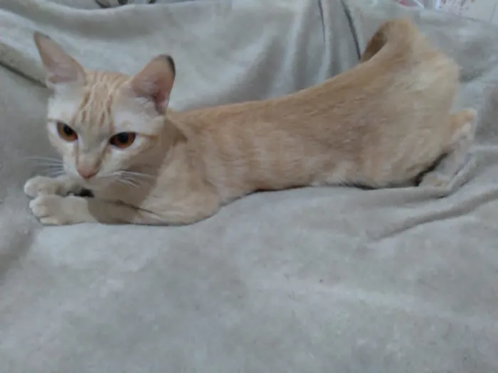 Gato raça SRD-ViraLata idade 7 a 11 meses nome Rita Lee