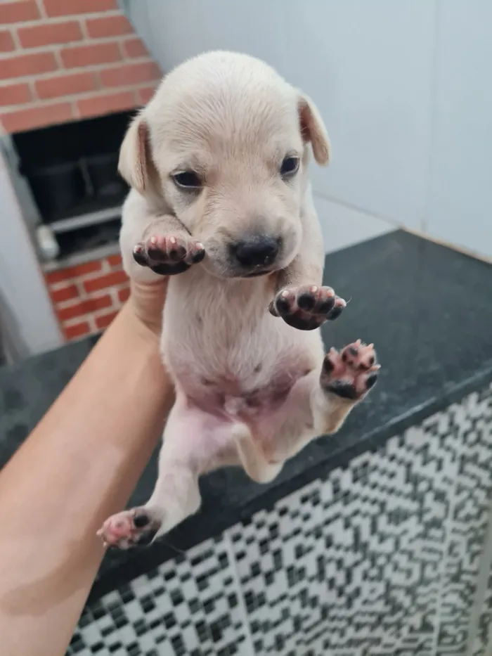 Cachorro raça SRD-ViraLata idade Abaixo de 2 meses nome Sem nome 