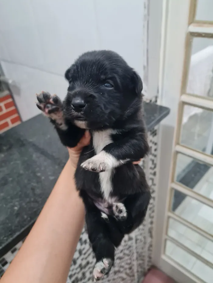 Cachorro raça SRD-ViraLata idade Abaixo de 2 meses nome Sem nome 