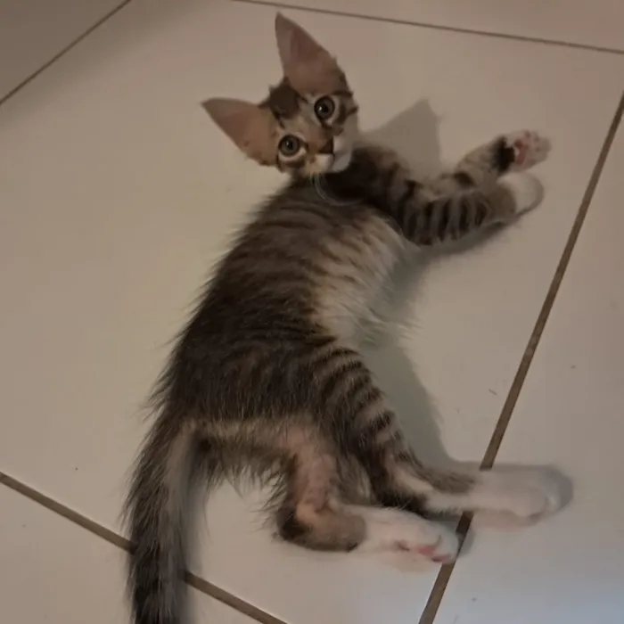 Dois gatinhos para doação 