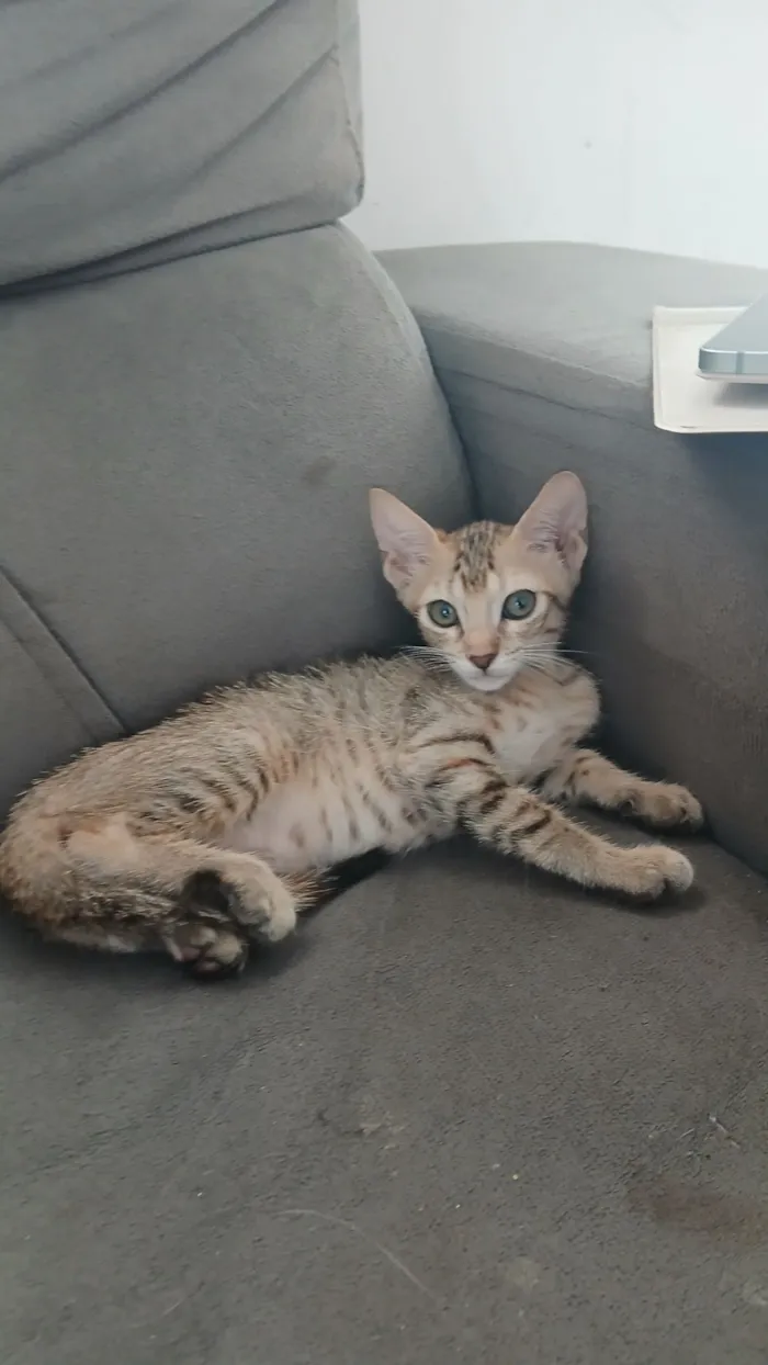 Dois gatinhos para doação 