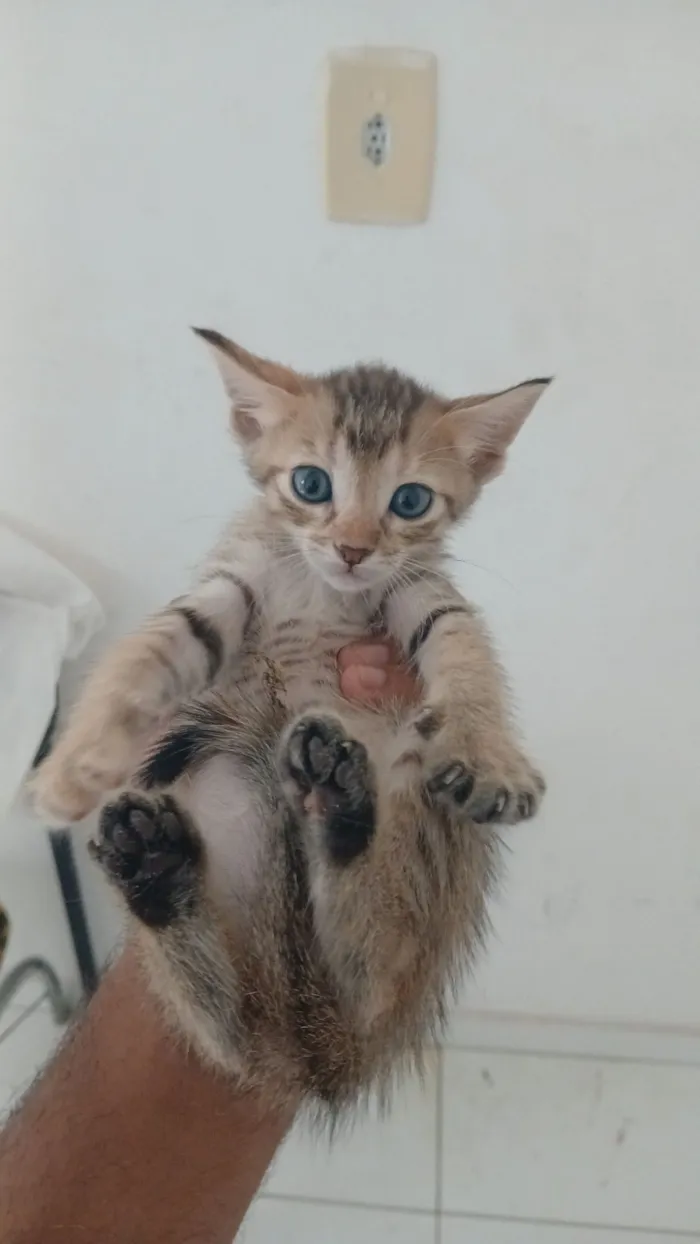Dois gatinhos para doação 