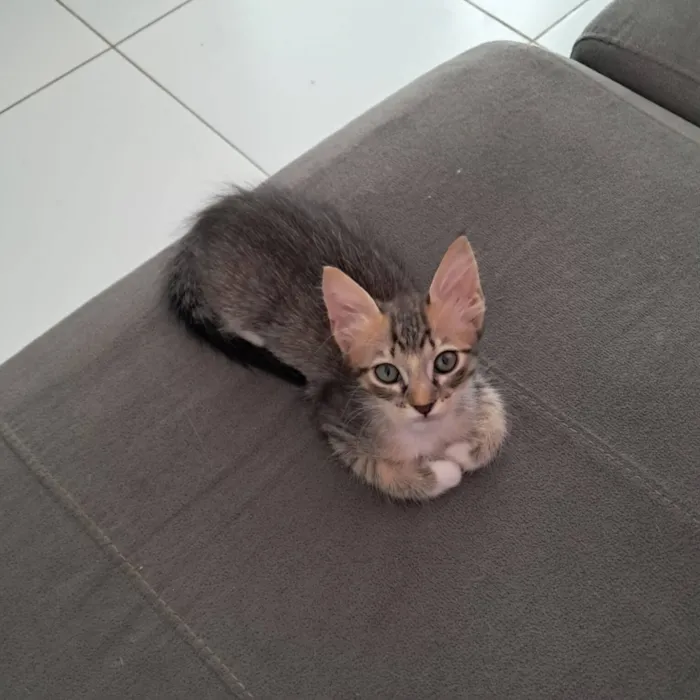Gato raça SRD-ViraLata idade 2 a 6 meses nome Dois gatinhos para doação 