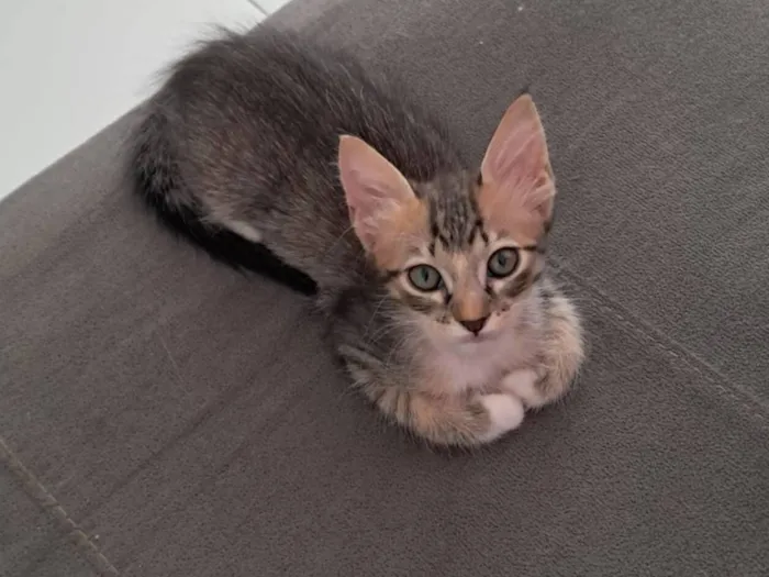 Gato raça SRD-ViraLata idade 2 a 6 meses nome Dois gatinhos para doação 