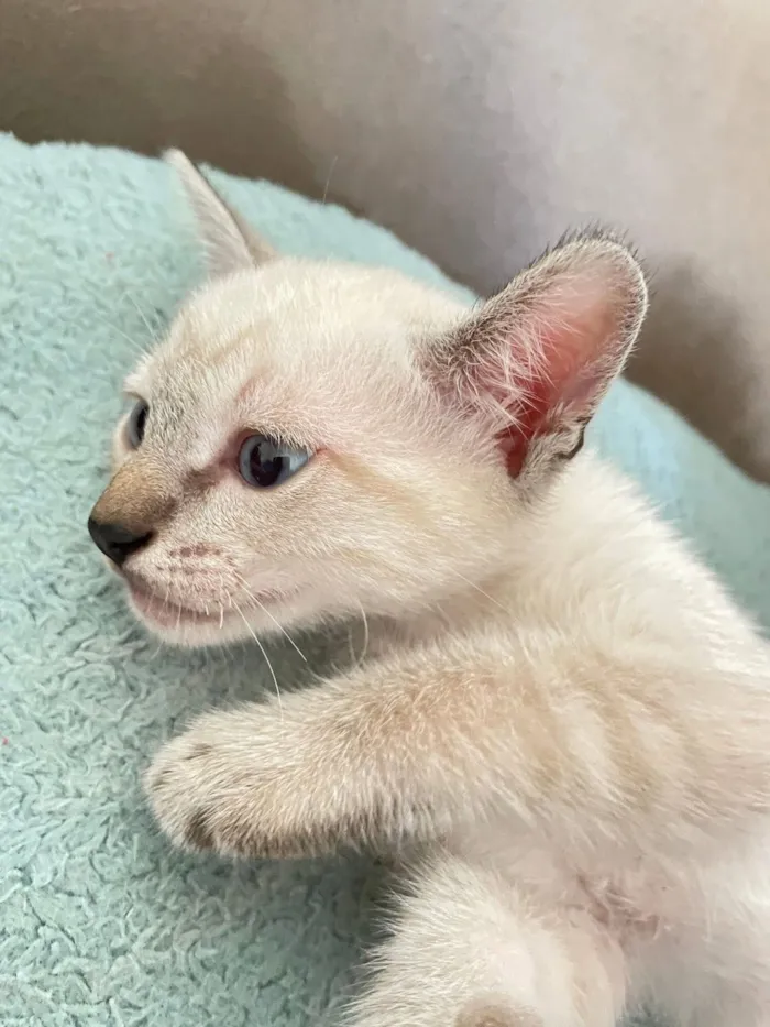 Gato raça SRD-ViraLata idade 2 a 6 meses nome Sem nome até o momento 