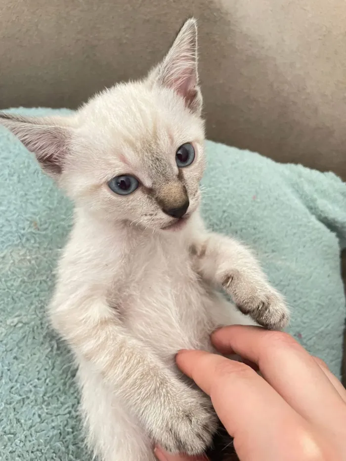 Gato raça SRD-ViraLata idade 2 a 6 meses nome Sem nome até o momento 