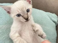 Gato raça SRD-ViraLata idade 2 a 6 meses nome Sem nome até o momento 