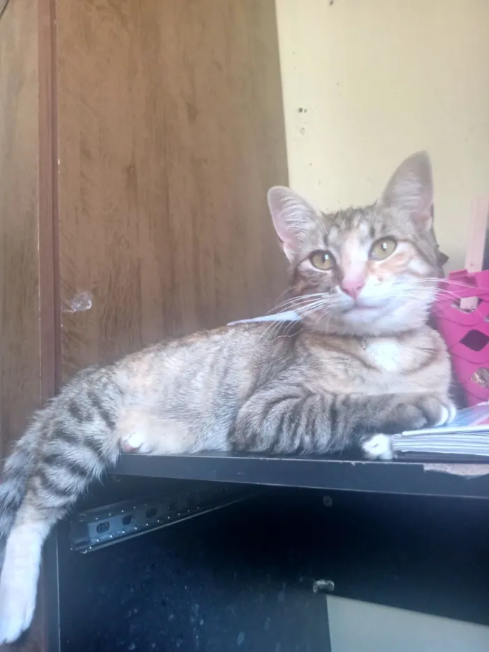 Gato raça SRD-ViraLata idade 1 ano nome Mel