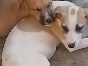 Cachorro raça SRD-ViraLata idade 2 a 6 meses nome Sky e Toddy