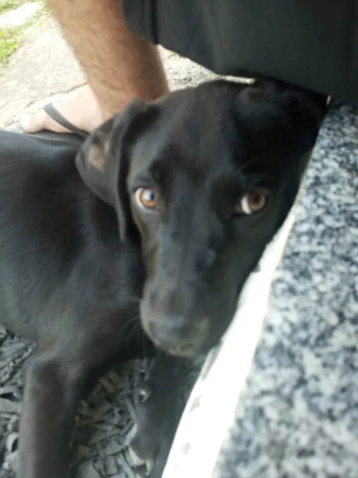 Cachorro raça SRD-ViraLata idade 7 a 11 meses nome Zayla