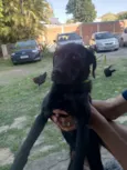 Cachorro raça SRD-ViraLata idade 7 a 11 meses nome Zayla