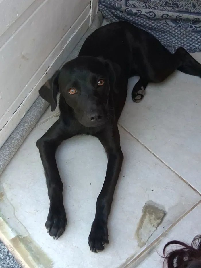 Cachorro raça SRD-ViraLata idade 7 a 11 meses nome Zayla