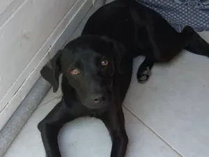 Cachorro raça SRD-ViraLata idade 7 a 11 meses nome Zayla