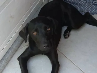 Cachorro raça SRD-ViraLata idade 7 a 11 meses nome Zayla