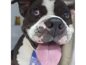 Cachorro raça Dogue Alemão idade 7 a 11 meses nome Ivar Figueiras Bull