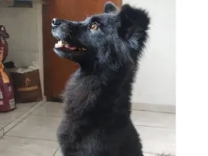 Cachorro raça Chow Chow idade 6 ou mais anos nome Doby