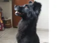 Cachorro raça Chow Chow idade 6 ou mais anos nome Doby