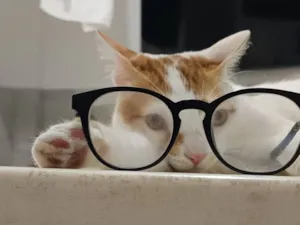 Gato raça SRD-ViraLata idade 7 a 11 meses nome Tails