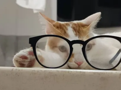 Gato raça SRD-ViraLata idade 7 a 11 meses nome Tails