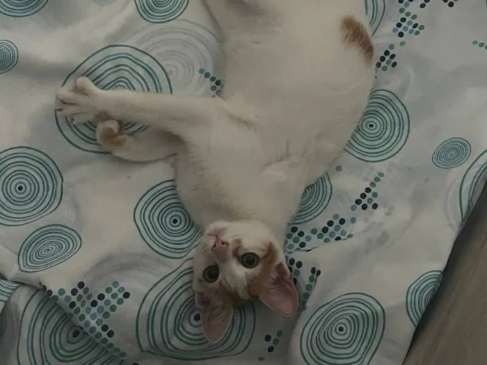 Gato raça SRD-ViraLata idade 7 a 11 meses nome Tails