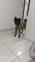 Cachorro raça Chow Chow idade 6 ou mais anos nome Doby