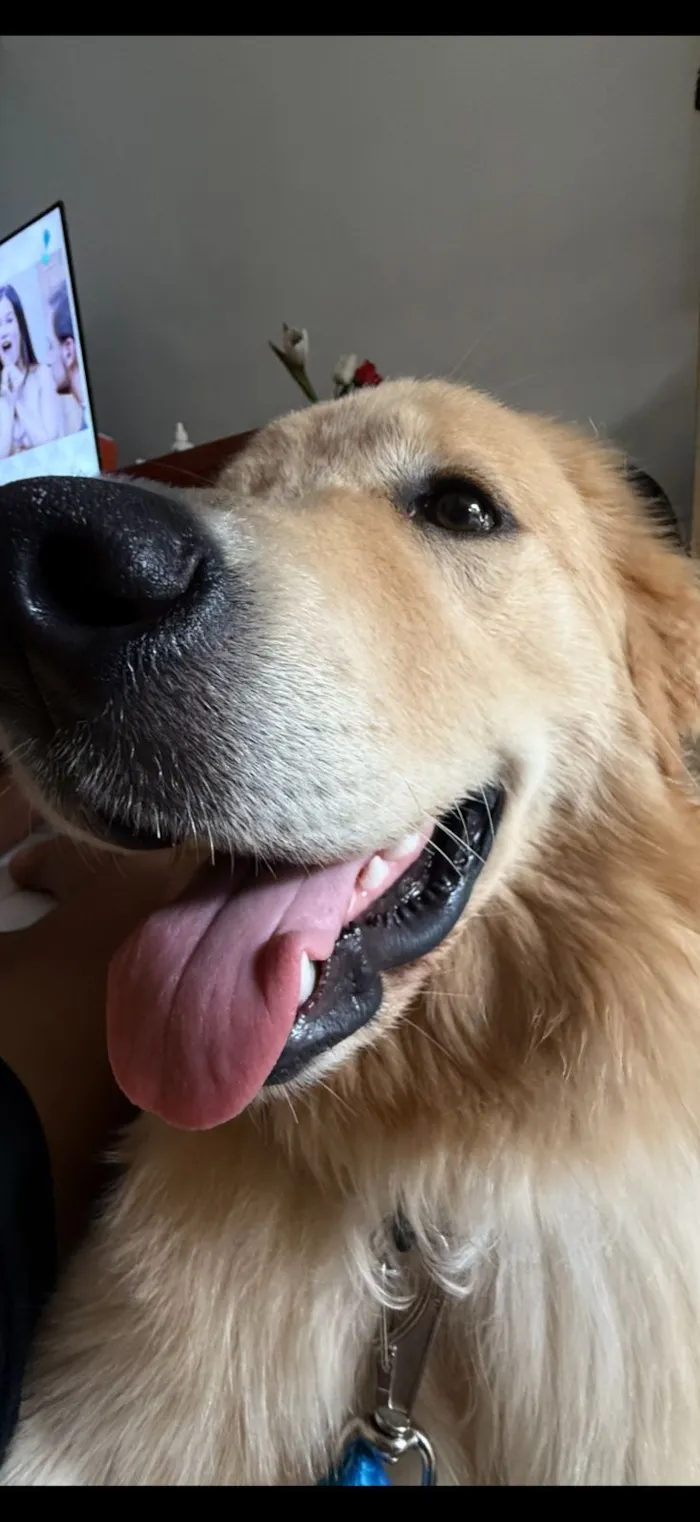 Cachorro raça Labrador idade 7 a 11 meses nome Romeu