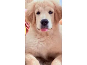 Cachorro raça Labrador idade 7 a 11 meses nome Romeu