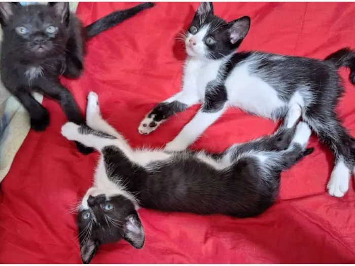 gatinhos 50 dias pra adoção lares fechados apenas