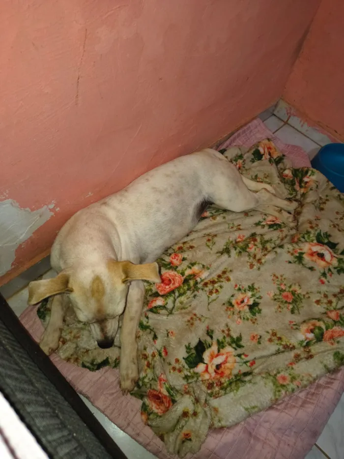 Cachorro raça SRD-ViraLata idade 3 anos nome Sem nome