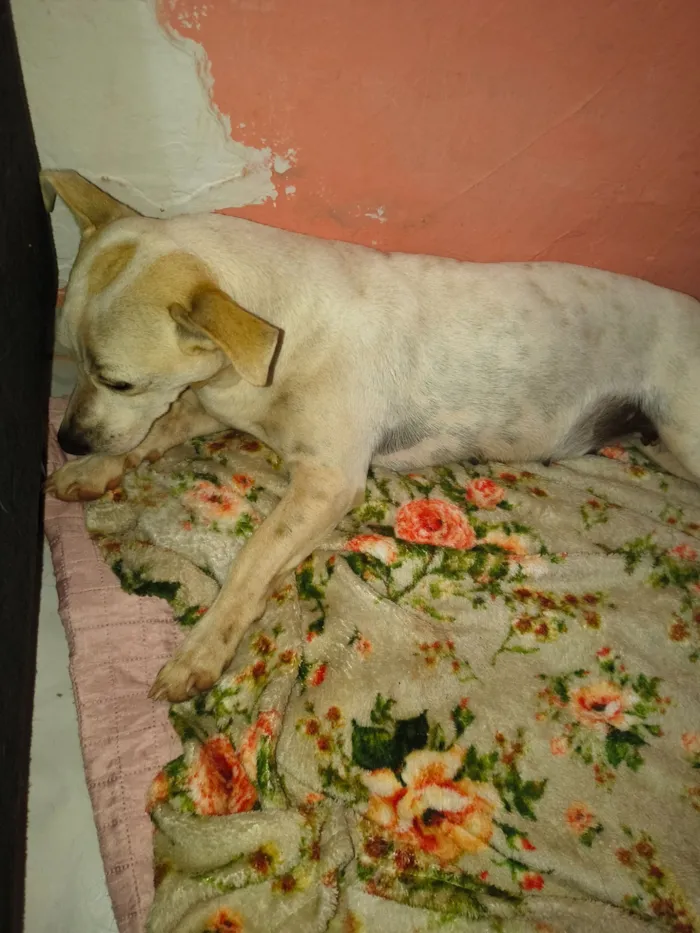 Cachorro raça SRD-ViraLata idade 3 anos nome Sem nome