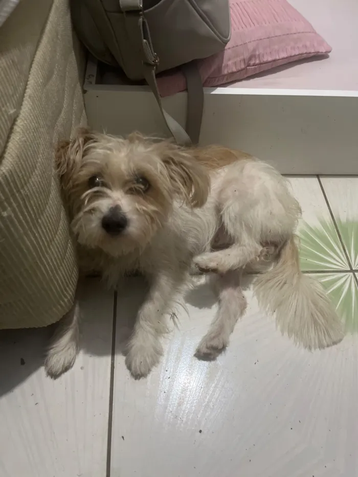 Cachorro raça SRD-ViraLata idade 2 a 6 meses nome Renato