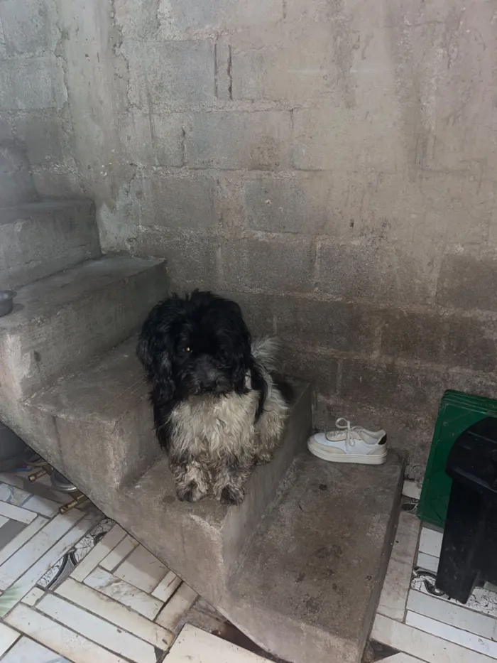 Cachorro raça SRD-ViraLata idade 2 a 6 meses nome Renato