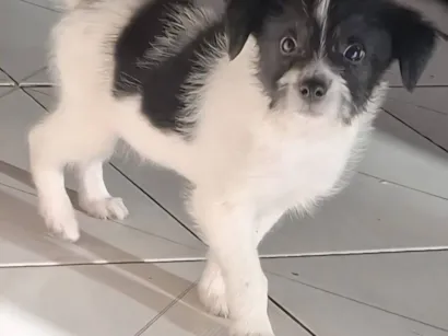 Cachorro raça SRD-ViraLata idade 2 a 6 meses nome Scott