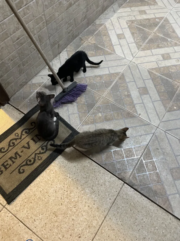 Cachorro raça SRD-ViraLata idade 2 a 6 meses nome São três gatos