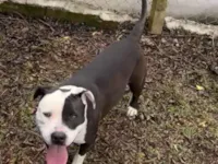 Cachorro raça Pit-Bull idade 1 ano nome Meg 