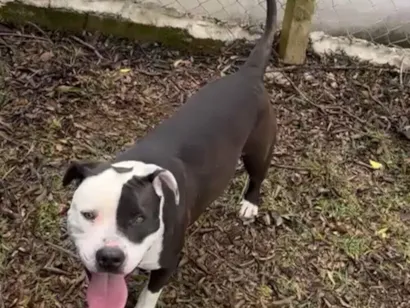 Cachorro raça Pit-Bull idade 1 ano nome Meg 