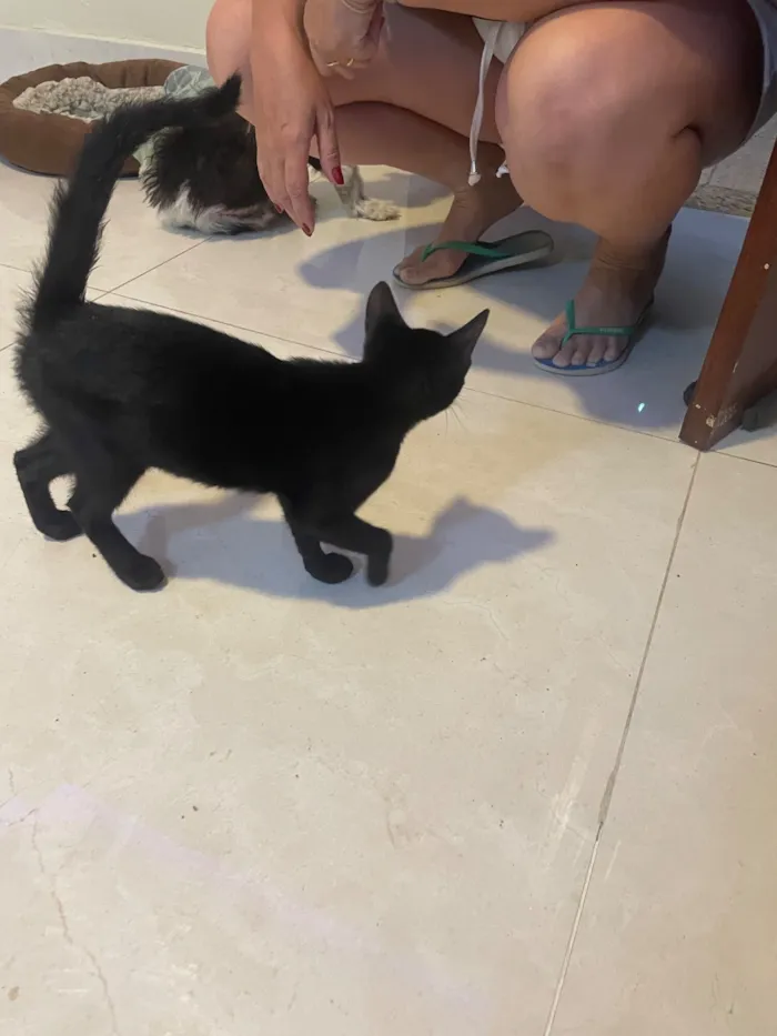 Gato raça SRD-ViraLata idade 2 a 6 meses nome Pretinha, Tobias e leleco