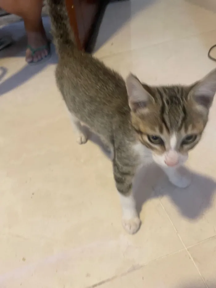 Gato raça SRD-ViraLata idade 2 a 6 meses nome Pretinha, Tobias e leleco