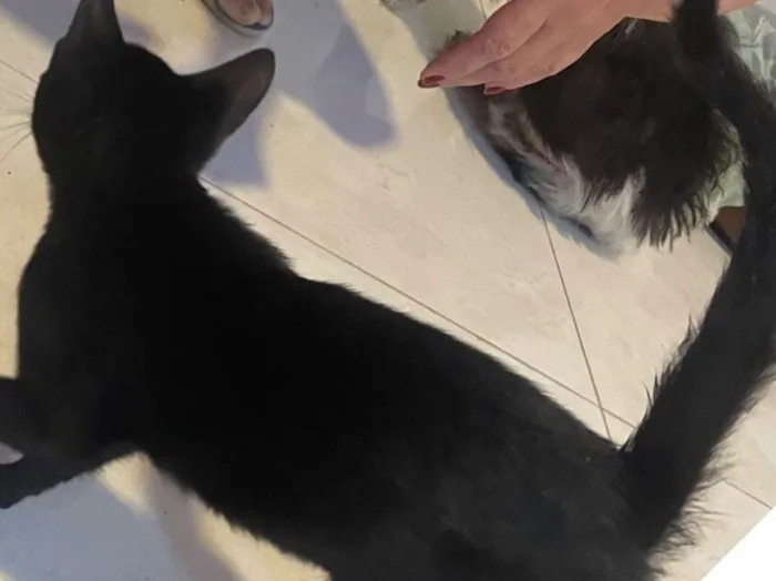 Gato raça SRD-ViraLata idade 2 a 6 meses nome Pretinha, Tobias e leleco