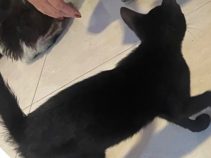 Gato raça SRD-ViraLata idade 2 a 6 meses nome Pretinha, Tobias e leleco