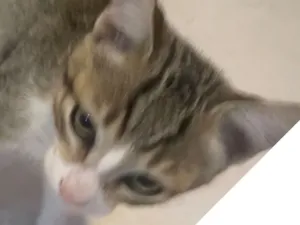 Gato raça SRD-ViraLata idade 2 a 6 meses nome Pretinha, Tobias e leleco