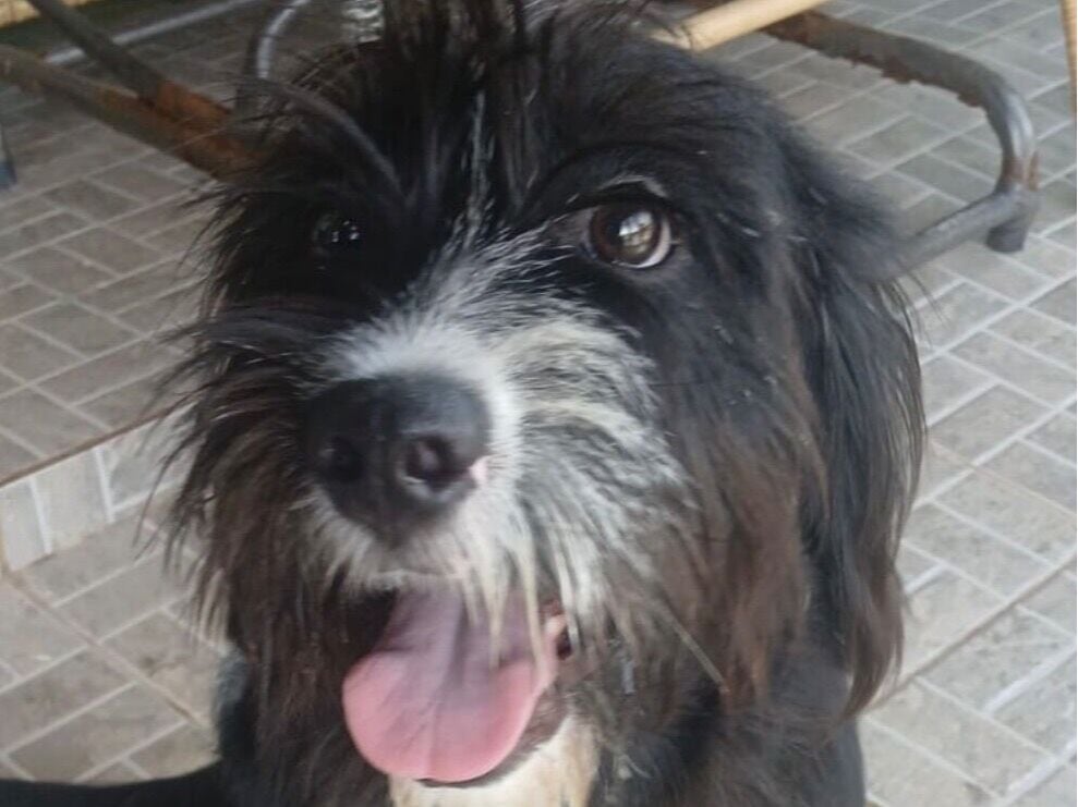 Cachorro raça SRD-ViraLata idade 7 a 11 meses nome Noah 